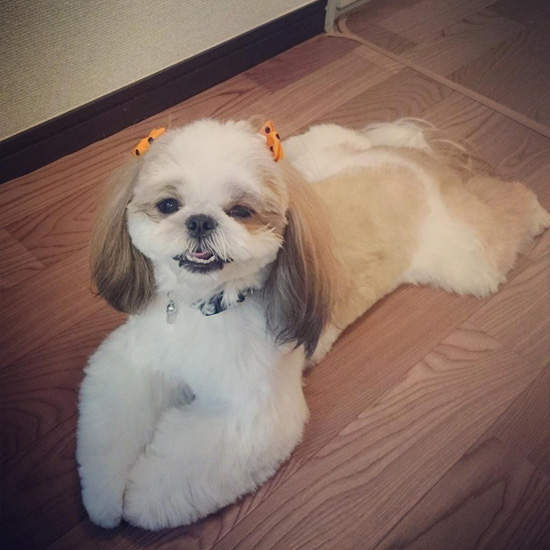 《內建雙馬尾的狗狗》擁有萌的必備因素就狂賣萌的西施 《內建雙馬尾的狗狗》擁有萌的必備因素就狂賣萌的西施