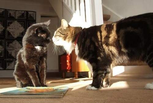 《喵星人想殺人的七大跡象》奴才知錯大人請息怒阿