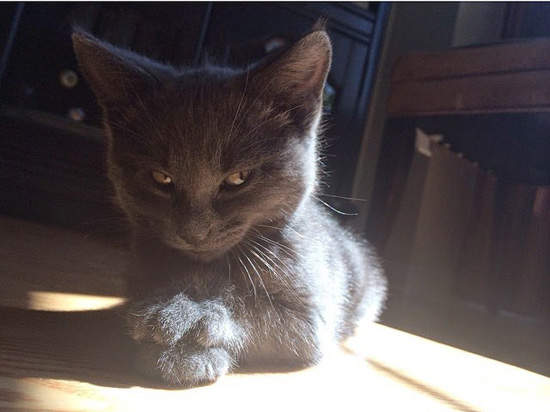 女生那個來 就像這些貓動圖一樣...不。要。惹。我(怒) 女生那個來 就像這些貓動圖一樣...不。要。惹。我(怒)