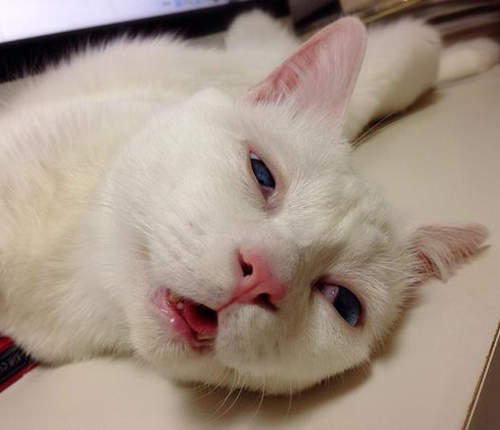 網漫《貓咪的心情》說穿了人類就是貓的奴隸吧(攤手) 網漫《貓咪的心情》說穿了人類就是貓的奴隸吧(攤手)