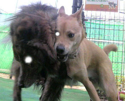 墨西哥狗身怪獸　一張張拍下的照片感覺毛毛der