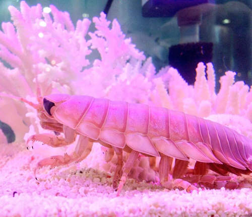 珍奇美食《酥炸漂水蝨》日本水族館超限定推出(･∀･；)