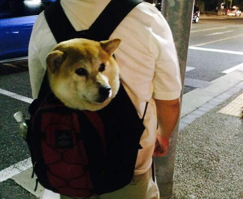 《可愛包包狗》主人帶我一起出門嘛~拜託~ 《可愛包包狗》主人帶我一起出門嘛~拜託~