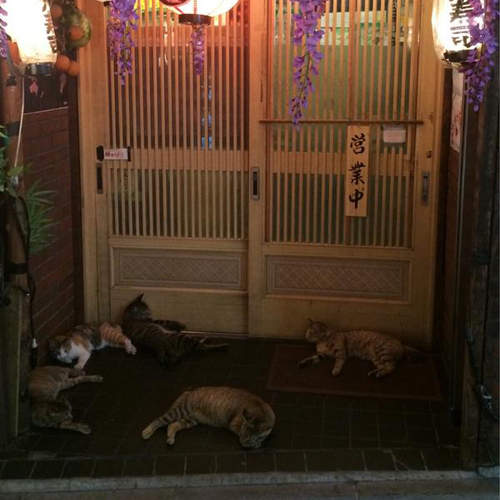 《貓的壽司店》想吃到美味壽司還要先通過我們這一關(擋) 《貓的壽司店》想吃到美味壽司還要先通過我們這一關(擋)