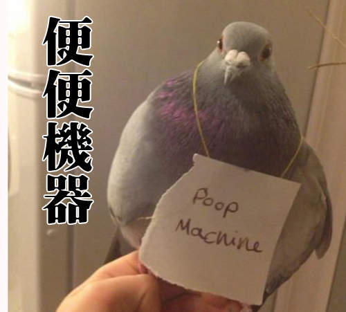 《鳥鳥做壞事》他們怎麼可能會有反省的意思呢ww（咬）