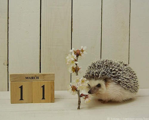 《搜尋3.11》靠打字就能捐款給地震受災區(集合力量中) 《搜尋3.11》靠打字就能捐款給地震受災區(集合力量中)