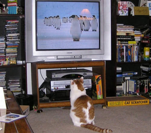 年輕人《為什麼不看電視》關鍵在於誰要脫衣服? 年輕人《為什麼不看電視》關鍵在於誰要脫衣服?