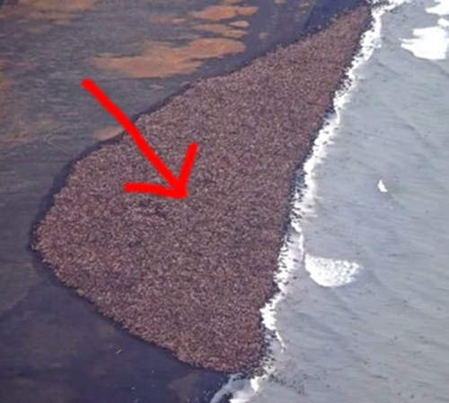 衝擊《海岸邊的神祕聚集物》雞皮疙瘩馬上隆起 衝擊《海岸邊的神祕聚集物》雞皮疙瘩馬上隆起