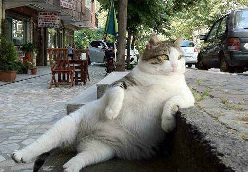 《接待貓咪18招》學會這些就能勉強當個及格的貓奴了（拍拍）