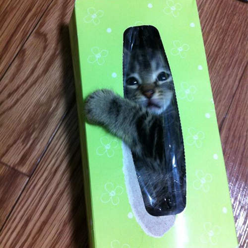 《神出鬼沒的貓咪》到底為什麼會出現在那裡啦~♥ 《神出鬼沒的貓咪》到底為什麼會出現在那裡啦~♥