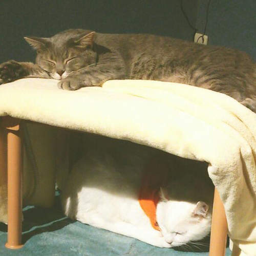 也適合單身者的《寵物暖爐桌》一起取暖比較不寂寞嘛～（擠）