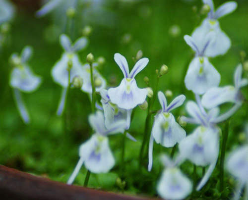 治癒系盆栽「兔兔苔」(小白兔狸藻)可愛外表之下其實是...( ´・ω・) 治癒系盆栽「兔兔苔」(小白兔狸藻)可愛外表之下其實是...( ´・ω・)