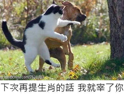 爆笑《貓的神吐槽》你不要那麼專業好不好www