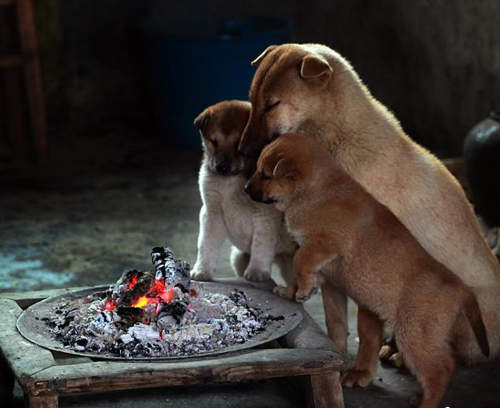 《狗的取暖方式》享受的樣子超呆萌www 《狗的取暖方式》享受的樣子超呆萌www