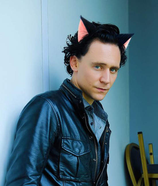 抖森貓《Tom Hiddleston》萌到不可理喻