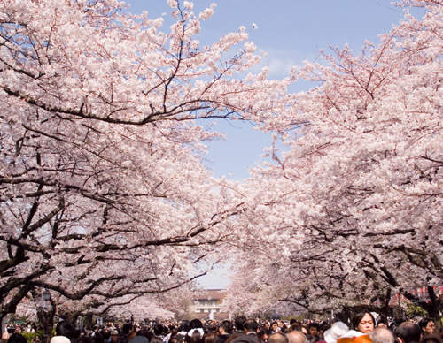 預測2014《日本賞櫻》各大名櫻資訊通通給你