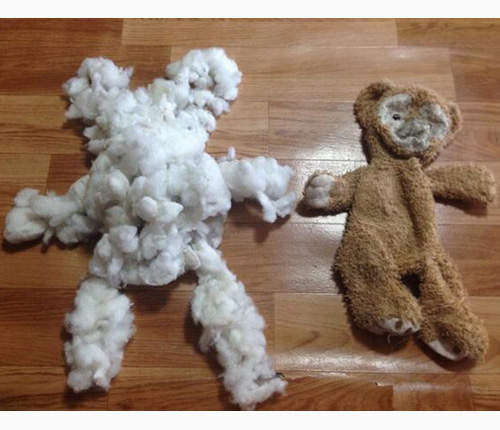 《達菲熊》手術過程大公開　車禍重傷的Duffy也能完全重生★