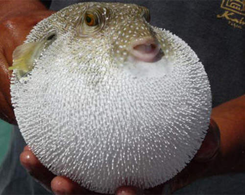 外國人票選《難以下嚥日本美食TOP10》你也討厭嗎？