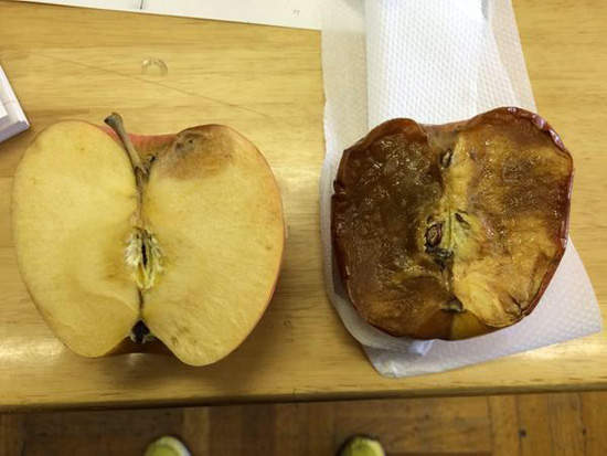 不可思議實驗《對物品連續罵一個月跟讚美》的結果會是...？