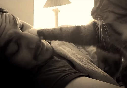 《貓咪鬧鐘》欸欸欸人類趕快起床啦～（肉球巴臉）