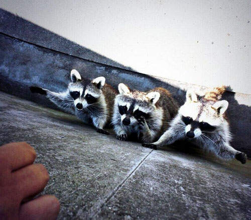 浣熊課金地獄 來到可愛動物區小心要投幣的機器(很可怕) 浣熊課金地獄 來到可愛動物區小心要投幣的機器(很可怕)