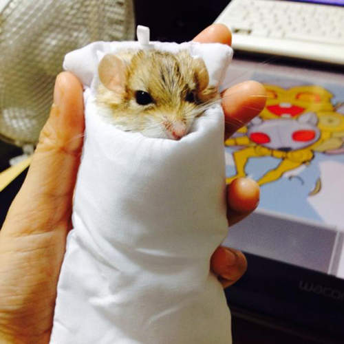 《手機棉被搶奪戰》這下變成倉鼠專用棉被惹wwww 《手機棉被搶奪戰》這下變成倉鼠專用棉被惹wwww