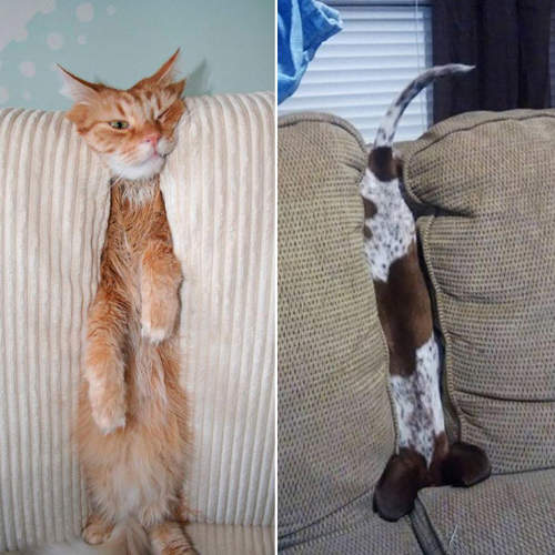 慘!卡住了,等我先笑完再來救你(壞) 慘!卡住了,等我先笑完再來救你(壞)