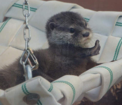 《水獺寶寶》粉絲服務超周到 敲~可愛揮手模樣根本犯規啦~♥ 《水獺寶寶》粉絲服務超周到 敲~可愛揮手模樣根本犯規啦~♥