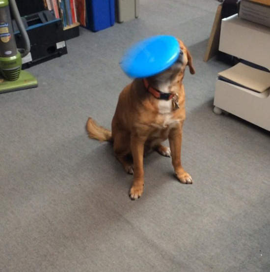 《無動於衷的狗》狗:你有事嗎? 《無動於衷的狗》狗:你有事嗎?