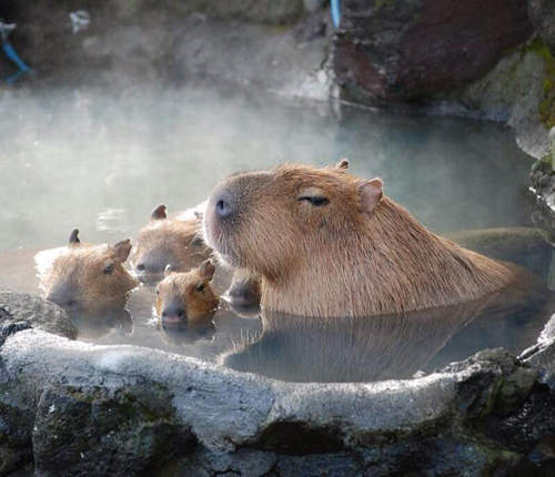 冬天才看得到的動物園景象 沒想到大家都意外的有元氣呢♥ 冬天才看得到的動物園景象 沒想到大家都意外的有元氣呢♥