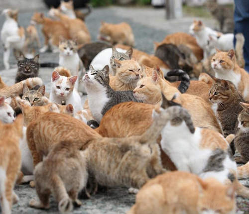 前進日本《貓島》的7大注意重點 準備好被貓咪包圍了喵(Φ∀Φ*)゚ 前進日本《貓島》的7大注意重點 準備好被貓咪包圍了喵(Φ∀Φ*)゚