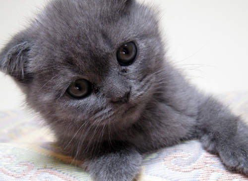 啾古錐《小貓動圖》小時候真的太萌了...（化）