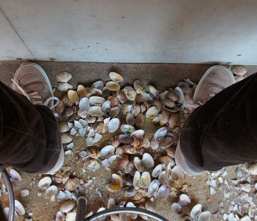 《日本店家奇景》滿地蛤仔殼這是發生了什麼事啊啊啊((゚゚Д゚゚p 《日本店家奇景》滿地蛤仔殼這是發生了什麼事啊啊啊((゚゚Д゚゚p