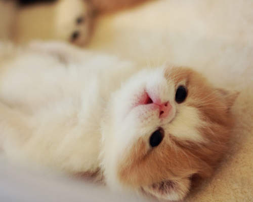 溜滑梯貓 VS 滑雪狗 真是各有千秋呀　(◍●ω●◍)