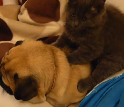 《貓的按摩師》還沒按到我身上都舒服地想睡惹... Zzzz(_ _) 《貓的按摩師》還沒按到我身上都舒服地想睡惹... Zzzz(_ _)