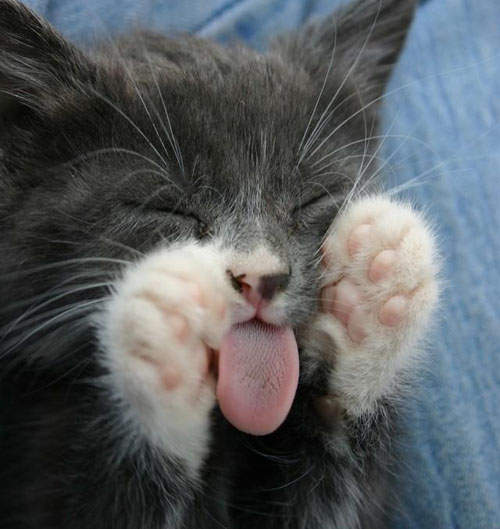 貓舌頭閱覽注意 三大虐舌料理小籠包、章魚燒還有一個是? 貓舌頭閱覽注意 三大虐舌料理小籠包、章魚燒還有一個是?