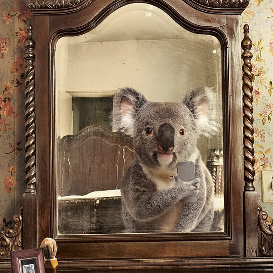 如果《動物也會自拍》看起來真的好奇妙(☉A⊙)