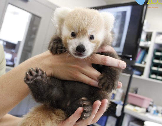 治癒系《紅貓熊》雙手高舉是要給抱抱嗎？