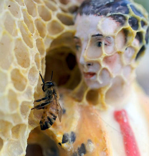 不舒服《蜂巢娃娃》光看就令人頭皮發麻⊙＿⊙