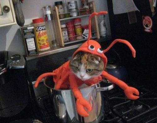 好時尚《龍蝦包》有龍有蝦才流行