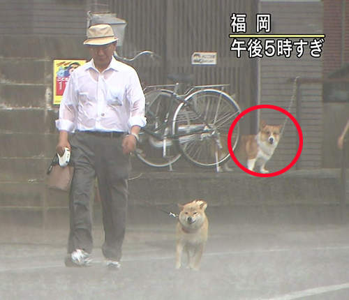 《颱風天散步的柴犬》重點是背後柯基的表情吧wwww 《颱風天散步的柴犬》重點是背後柯基的表情吧wwww