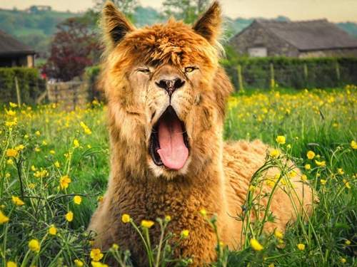 《超有違和感的動物合成圖》看完總是會心一笑