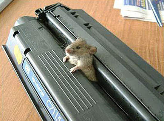 3D列印老鼠？其實真相是...(輕微閱覽注意)