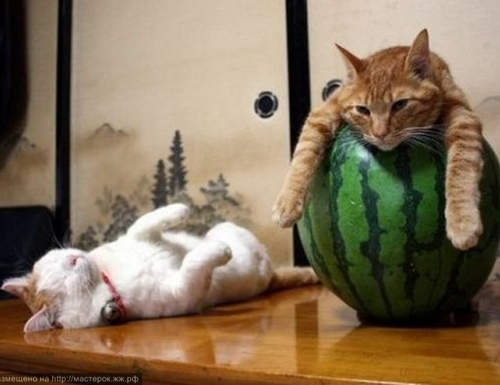 《貓的避暑方式》喵的～夏天就是要這樣渡過呀