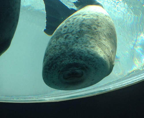 水族館《微笑海豹》游泳撞玻璃萌翻 水族館《微笑海豹》游泳撞玻璃萌翻