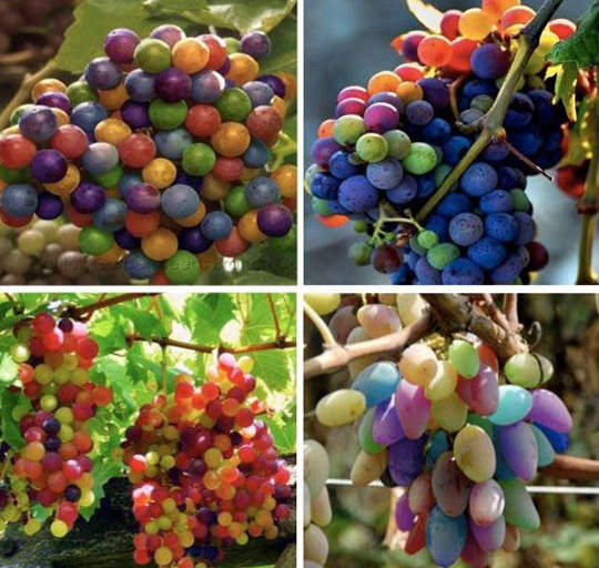 傳說中的《彩虹葡萄》是真的存在嗎？