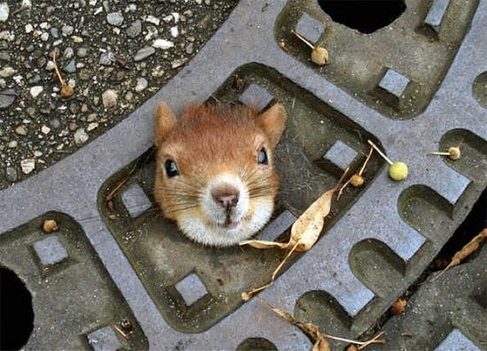 《卡在洞口的動物們》誰說頭過身就過的。・゚・(つд`゚)・゚・ 《卡在洞口的動物們》誰說頭過身就過的。・゚・(つд`゚)・゚・