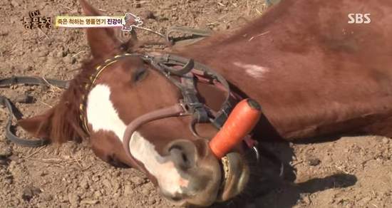 《懶洋洋家裡蹲馬兒》馬界宅宅王駕到~ 《懶洋洋家裡蹲馬兒》馬界宅宅王駕到~