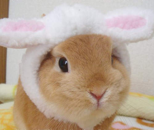 毛茸茸《兔子動圖》讓你止不住嘴角上揚的可愛魔力♥ 毛茸茸《兔子動圖》讓你止不住嘴角上揚的可愛魔力♥