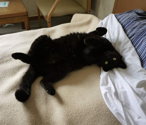 伊豆《貓旅館》貓咪們還會來給你客房服務喔=①。①=